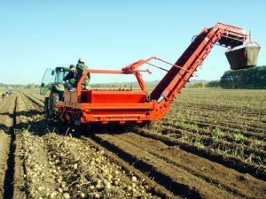 Potato harvester
