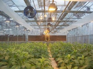 Agricultural Artificial Light System for Greenhouse Agricultural Artificial Light System for Greenhouse