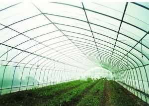 Film Greenhouse for Vegetable Cultivation Film Greenhouse for Vegetable Cultivation