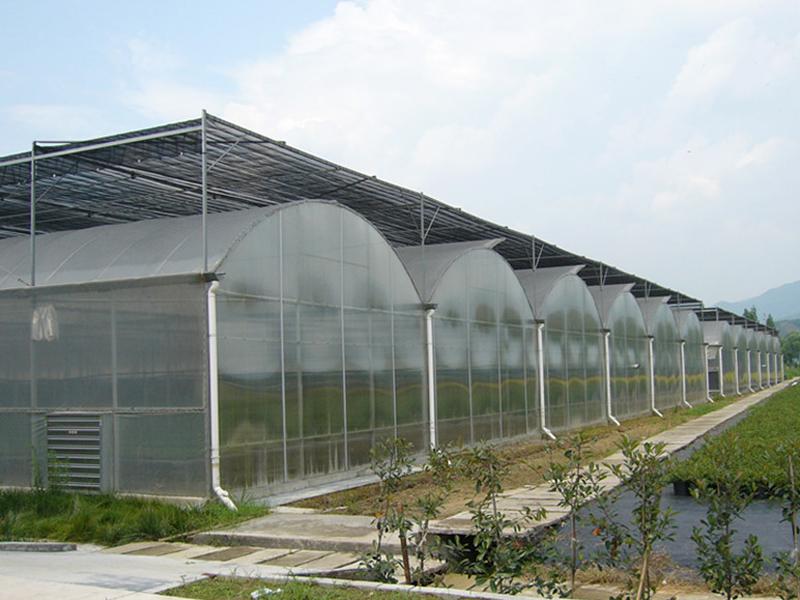 Plastic-film Multi-Span Greenhouse