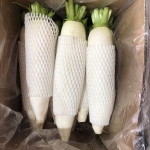 Fresh white radish Fresh white radish