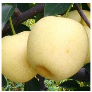 FRESH PEAR