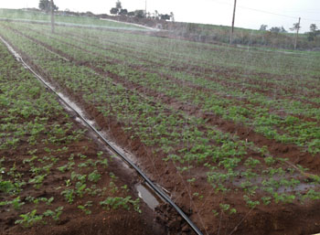 Dia 28.5mm Width 45mm Sprinkler Hose for Net House Water Melon and Vegetable