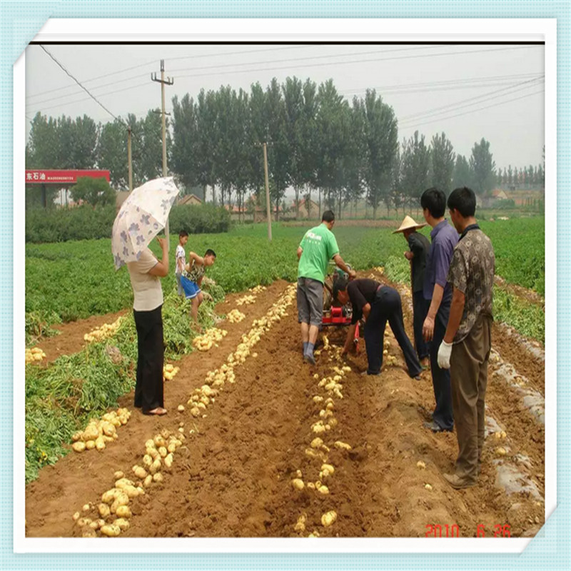 4u-650A Mini Type Potato /Sweet Potato Harvester with Competitive Price