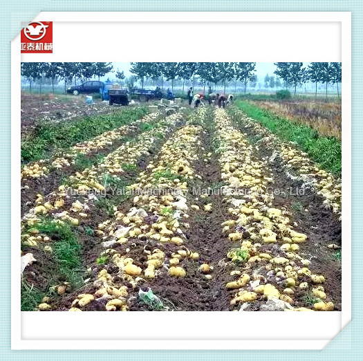 Agriculture Machine 65cm Width Minit Sweet Potato Harvester for Sale