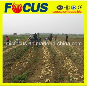 Best Quality Potato Harvesting Machine, Mini Sweet Potato Harvester