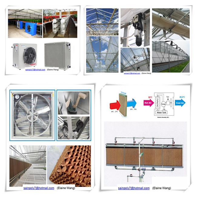 Venlo PC Sheet Greenhouse with China Factory Price for Tomato