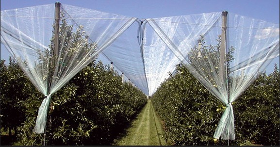 Polyethylene Hail Net for Protect Plant