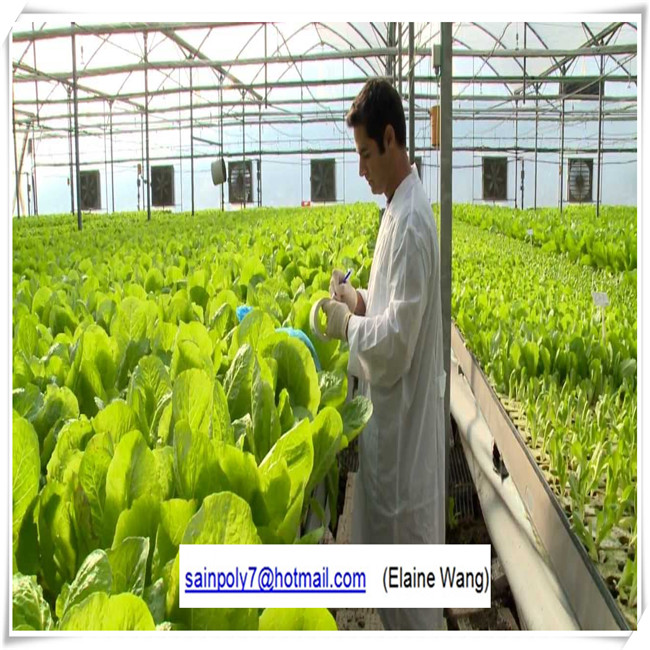 Multi-Span Commercial PC Sheet Greenhouses for Cucumber