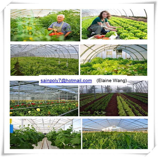 Factory Price Plastic Film Greenhouse Shed for Agriculture