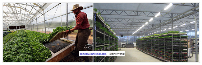 Venlo PC Sheet Greenhouse with China Factory Price for Tomato