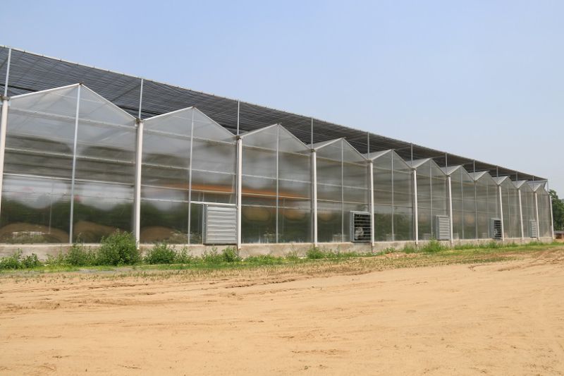 Venlo Style Polycarbonate Sheet Greenhouse