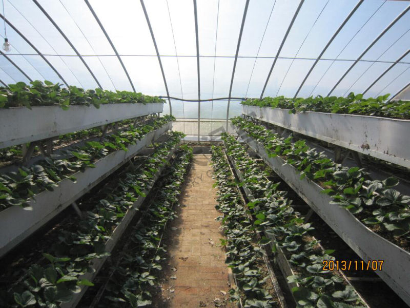 Film Solar Greenhouse Used as Picking Garden