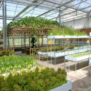 Large Size Multi-Span PC Greenhouse
