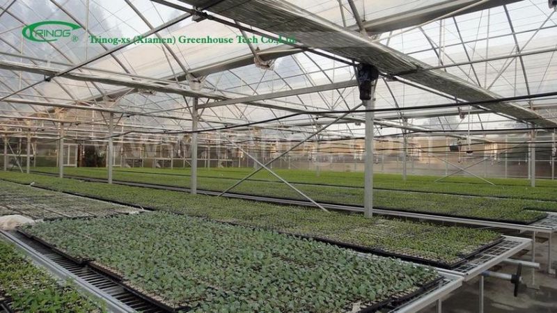 Multi-span cheap poly film greenhouse for lettuces
