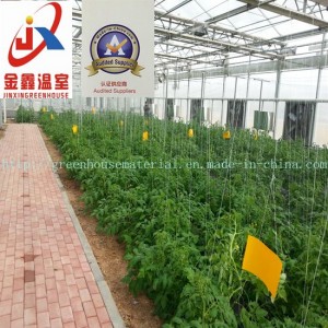 Tomato Planting Polycarbonate Green House