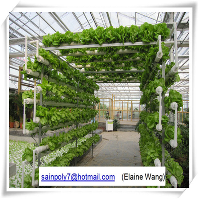 Venlo PC Sheet Greenhouse for Growing Cucumber