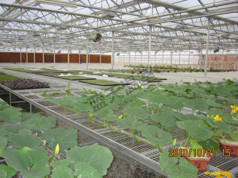 Long Lfie-Span Glass Greenhouse for Planting Vegetables and Fruits