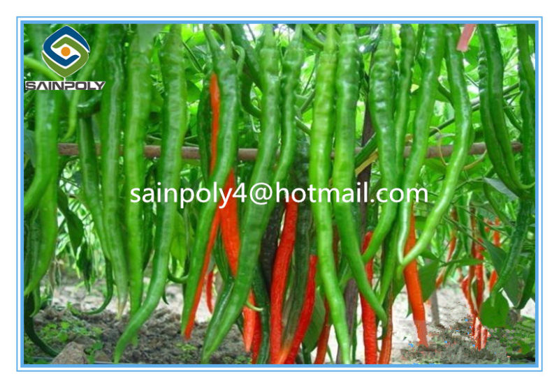 China Manufacturer Multi-Span Film Greenhouse for Pepper