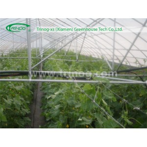 Single Tunnel Plastic Greenhouse for Tomatoes