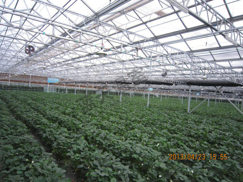 Venlo Type Multi-Span Glass Greenhouse for Planting Vegetables&Fruits