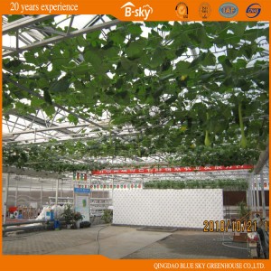 Long Lfie-Span Glass Greenhouse for Planting Vegetables and Fruits
