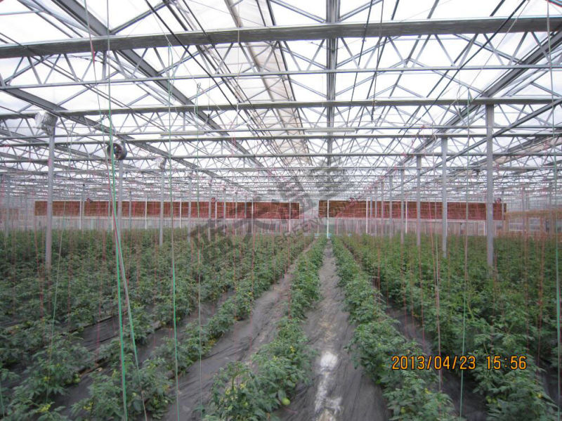 Venlo Type Multi-Span Glass Greenhouse for Planting Vegetables&Fruits