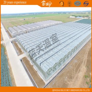 Venlo Type Multi-Span Glass Greenhouse for Planting Vegetables&amp;Fruits