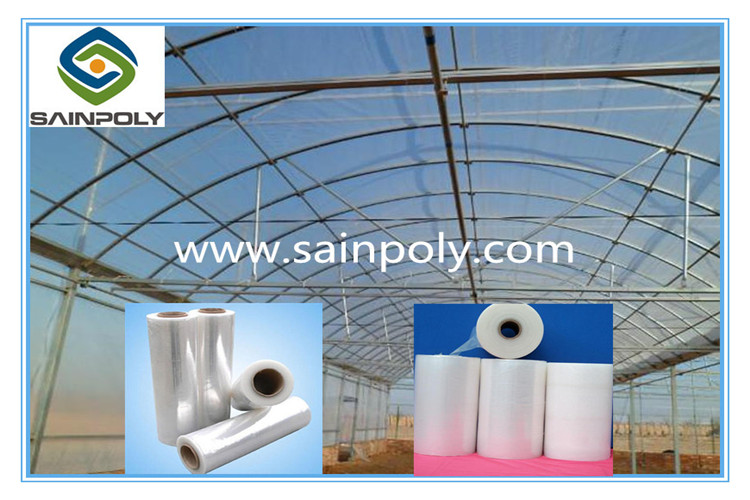 China Manufacturer Multi-Span Film Greenhouse for Pepper