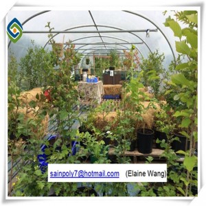 Cheapest Factory Price Hydroponic System Film Shed Greenhouse for Flowers