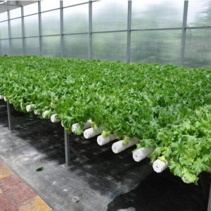 Film Growing Greenhouse for Hydroponics Nft Lettuce