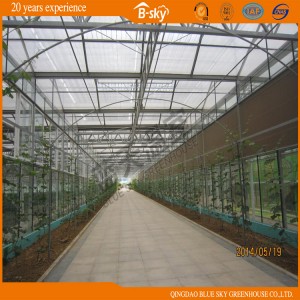 Venlo Structure Glass Greenhouse for Agricultural Planting