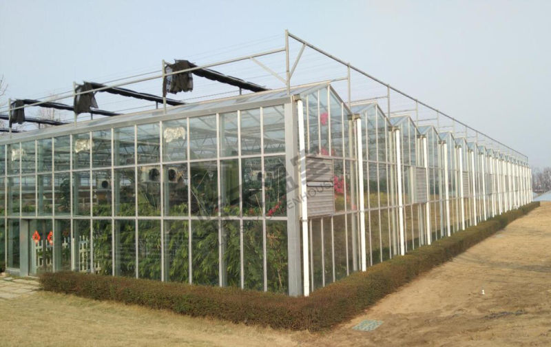 Venlo Type Multi-Span Glass Greenhouse