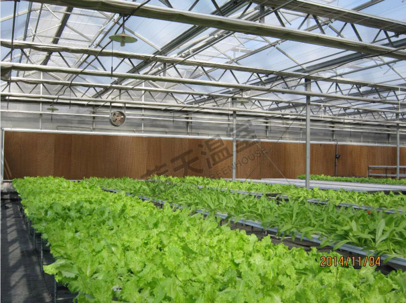Multi-Span Venlo Type Glass Greenhouse for Planting Fruits&Vegetables