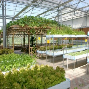 Agricultural Greenhouses Type Commercial Hydroponics Greenhouse