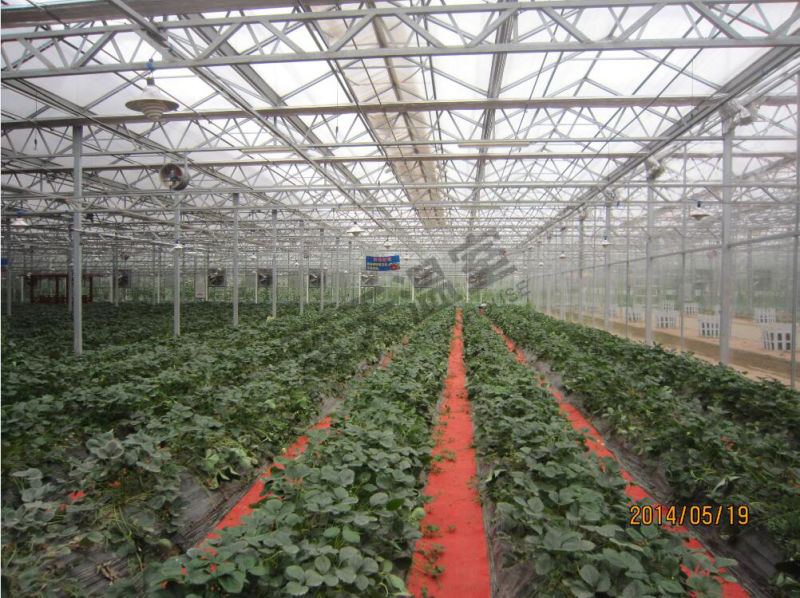 High Quality Glass Greenhouse for Picking Garden