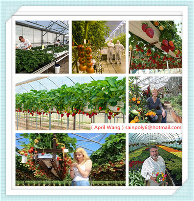 Wholesale PC Sheet Multi-Span Venlo Greenhouse for Hydroponic