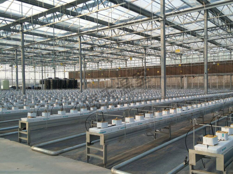 Venlo Structure Glass Greenhouse for Agricultural Planting