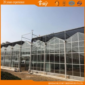 Multi-Span Glass Greenhouse Venlo Type