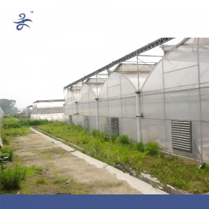 Large Size and Multi-Span Agriculture Greenhouse, Venlo/Arch Type Green House