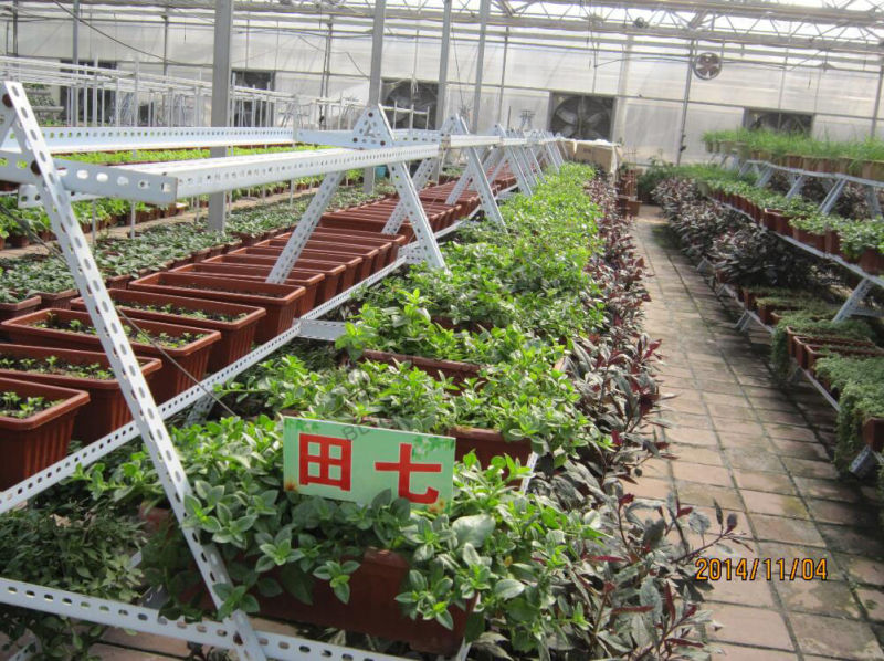 Durable Film Roof Glass Wall Greenhouse for Planting Vegetables