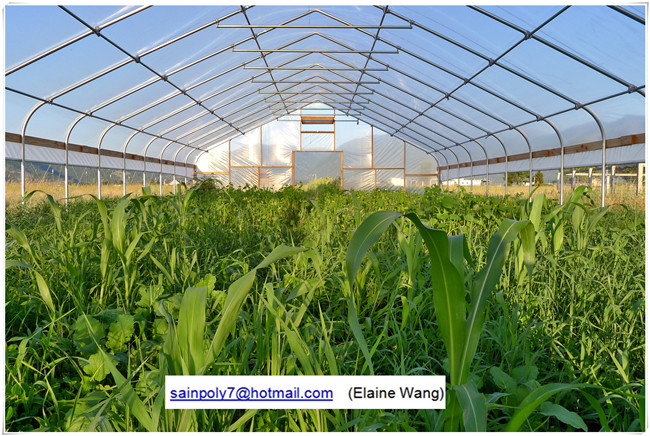 Multispan Hydroponic Film Green House for Strawberry