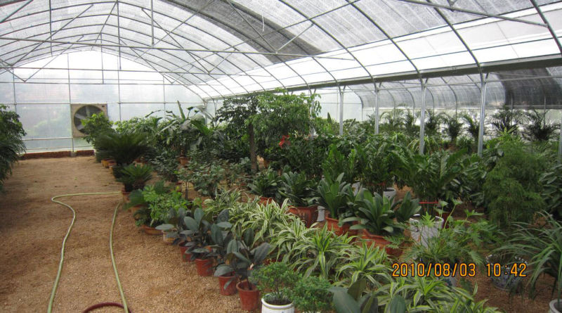 High Cost Performance Plastic Film Greenhouse for Planting