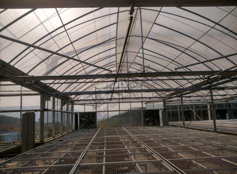 China Supplier F-Clean Multi-Span Film Greenhouse with Glass Wall