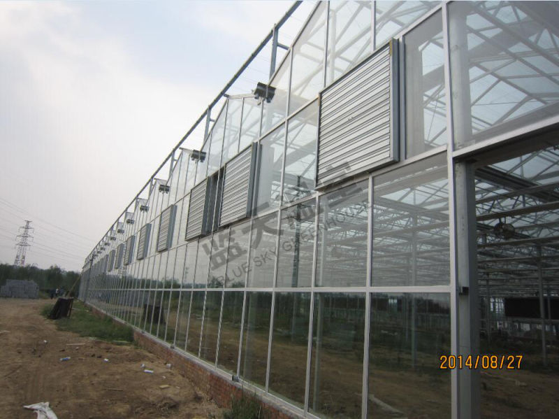 Long Life-Span Glass Greenhouse for Planting Vegetables