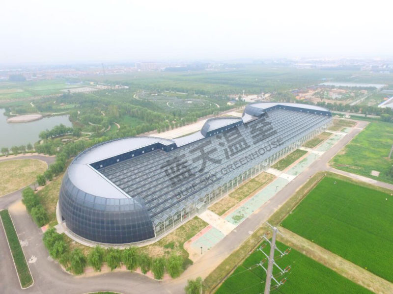 Beautiful and Practical Multi-Span Venlo Type Glass Greenhouse