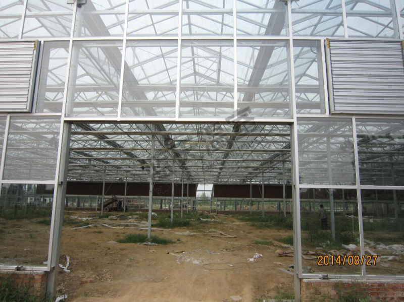 Long Life-Span Glass Greenhouse with Venlo Structure