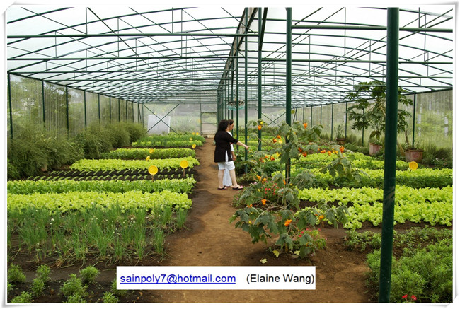 Multispan Hydroponic Film Green House for Strawberry