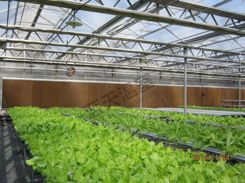 High Quality Film Roof Glass Wall Greenhouse for Planting Vegetables