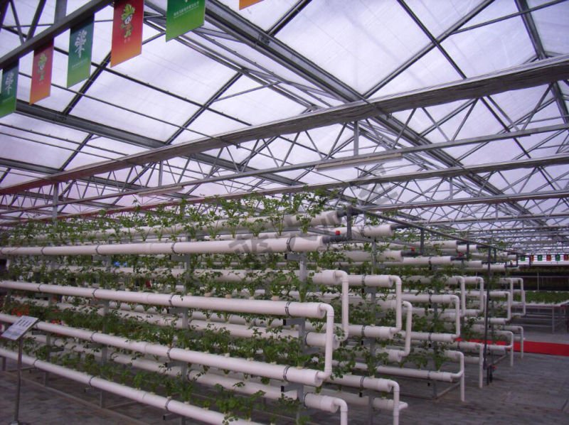 Netherlands Technology Polycarbonate Sheet Venlo Type Greenhouse